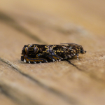 49.200 - Enarmonia formosana