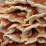 Chicken of the Woods
