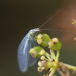 Lacewings