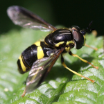 Chrysotoxum bicinctum
