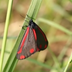 Erebidae