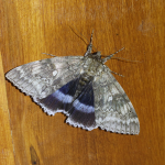 72.076 - Clifden Nonpareil