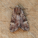 73.155 - Clouded Brindle