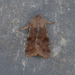 73.242 - Clouded Drab