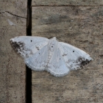 70.280 - Clouded Silver