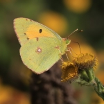 Clouded Yellow