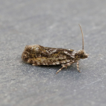 49.260 - Zeiraphera isertana