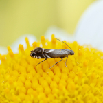 Glyphipterigidae