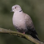 Collared Dove