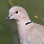 Pigeons & Doves