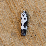 33.002 - Ethmia quadrillella