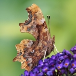 Comma