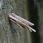 Psychidae