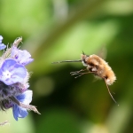 Bee-flies