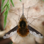 Dark-edged Bee-fly