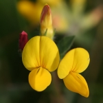 Common Bird's-foot Trefoil