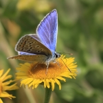 Common Blue