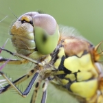Dragonflies