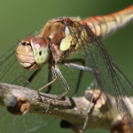Insects & Spiders