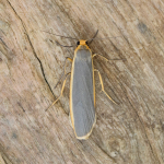 72.045 - Common Footman