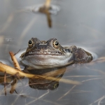 Common Frog