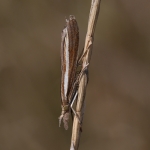 63.089 - Agriphila tristella