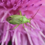 Common Green Capsid