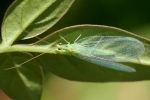 Common Green Lacewing