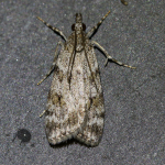 63.064 - Scoparia ambigualis