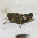Common Ground-hopper