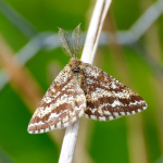 70.275 - Common Heath
