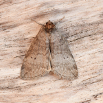 65.013 - Common Lutestring