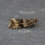 49.166 - Celypha lacunana