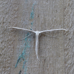 45.044 - Emmelina monodactyla