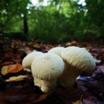Common Puffball