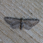 70.183 - Common Pug