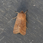 73.244 - Common Quaker