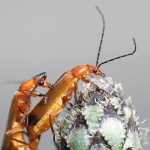 Common Red Soldier Beetle