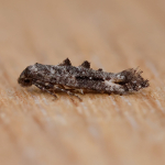 Epermeniidae