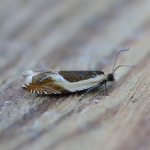 49.214 - Ancylis badiana