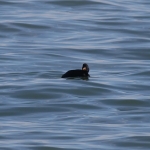 Scoters