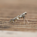 15.014 - Gracillaria syringella
