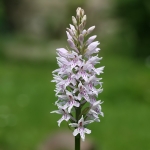 Orchids
