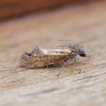 Eriocraniidae