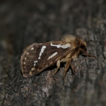 3.002 - Common Swift