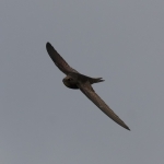 Common Swift