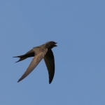 Swifts