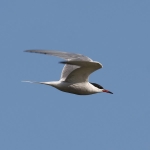 Common Tern