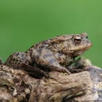 Common Toad