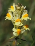 Common Toadflax